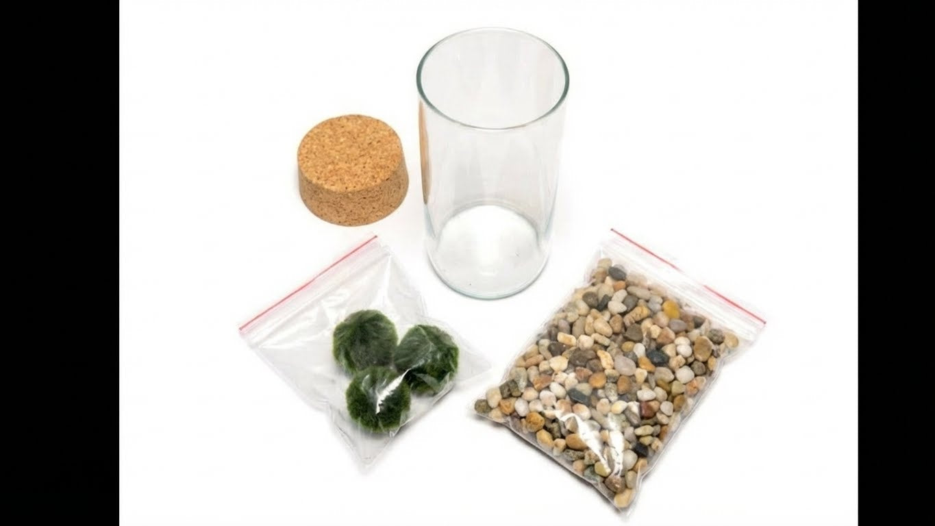 Marimo ball Glass aquarium