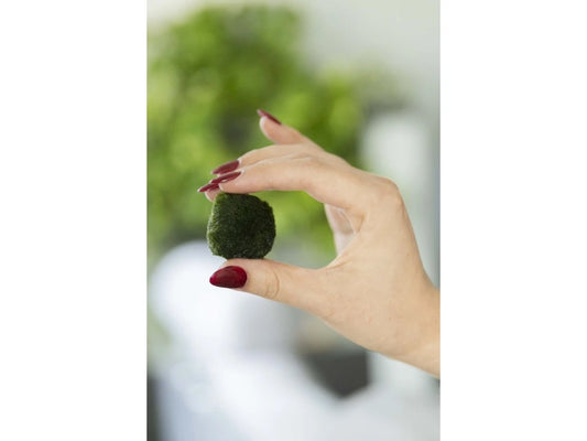 Marimo ball