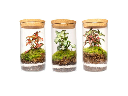 Mossarium Crystal Medium - Mineral stone edition