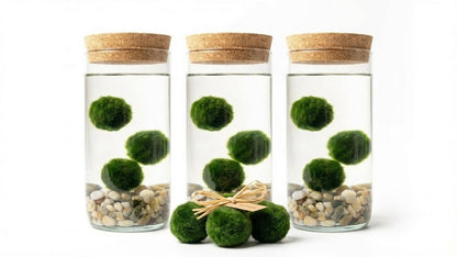 Marimo ball Glass aquarium (5,5x15cm)