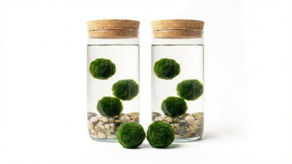 Marimo ball Glass aquarium (5,5x15cm)