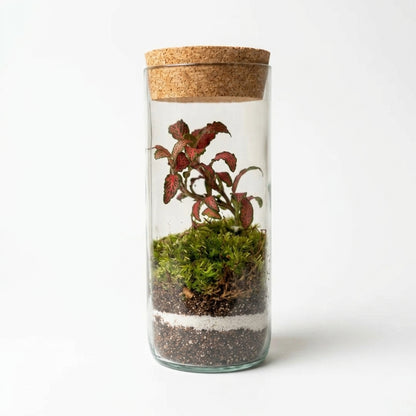 Mossarium Upcycled Large