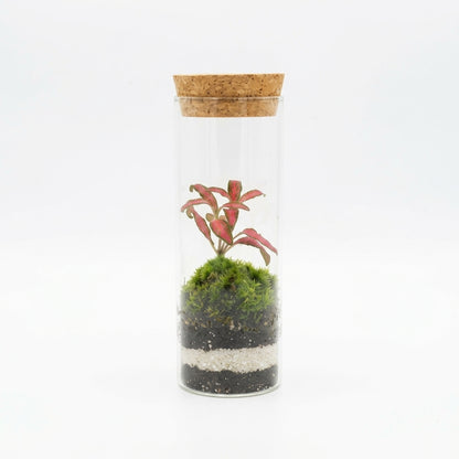 Mossarium Crystal Medium