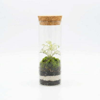 Mossarium Crystal Medium