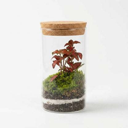 Mossarium Crystal Large