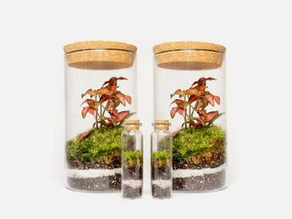 Mossarium Crystal Medium - Mineral stone edition