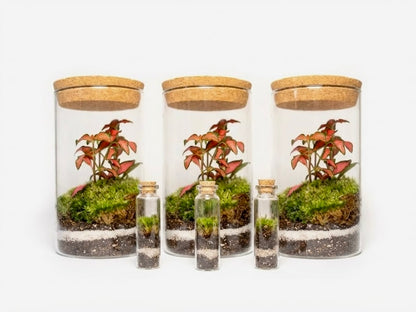 Mossarium Crystal Medium - Mineral stone edition