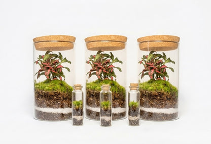 Mossarium Crystal Medium - Mineral stone edition