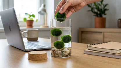 Marimo ball Glass aquarium (5,5x15cm)