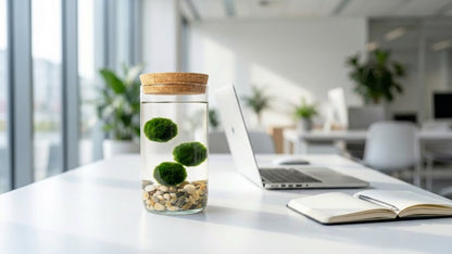 Marimo ball Glass aquarium (5,5x15cm)