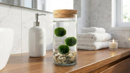 Marimo ball Glass aquarium (5,5x15cm)