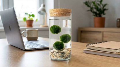 Marimo ball Glass aquarium (5,5x15cm)